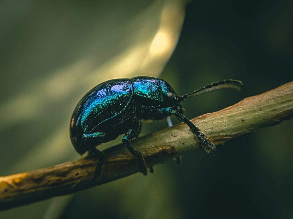 青い甲虫