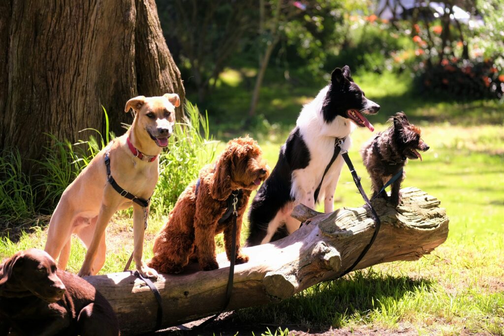 並ぶ犬たち