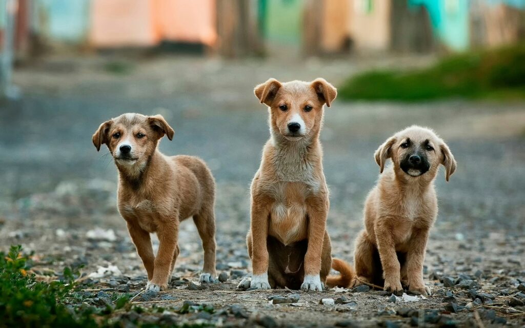 ３匹の犬