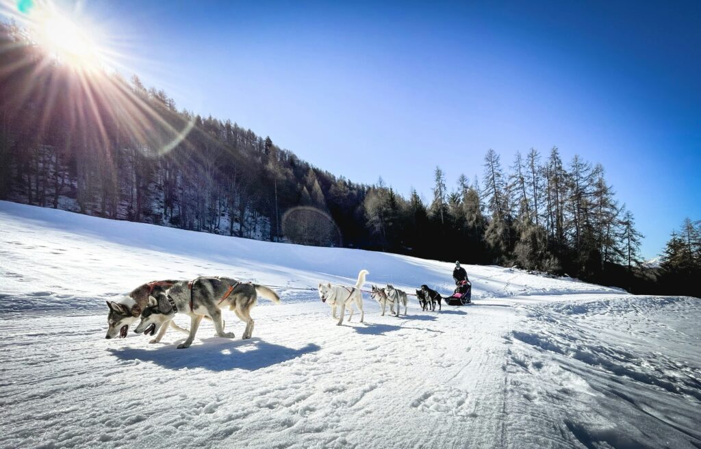 雪国の犬ぞり