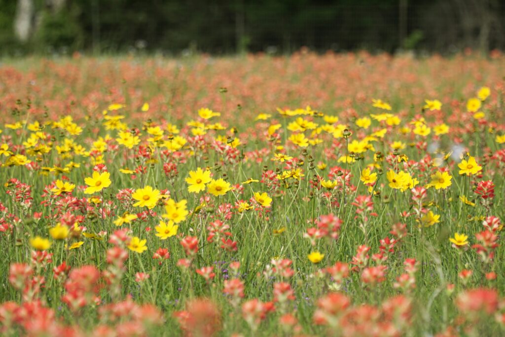 カラフルな花畑