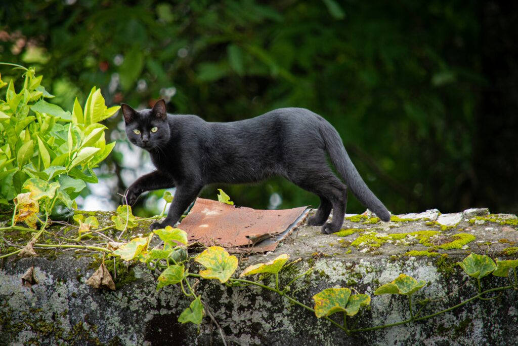 森を歩く黒い猫