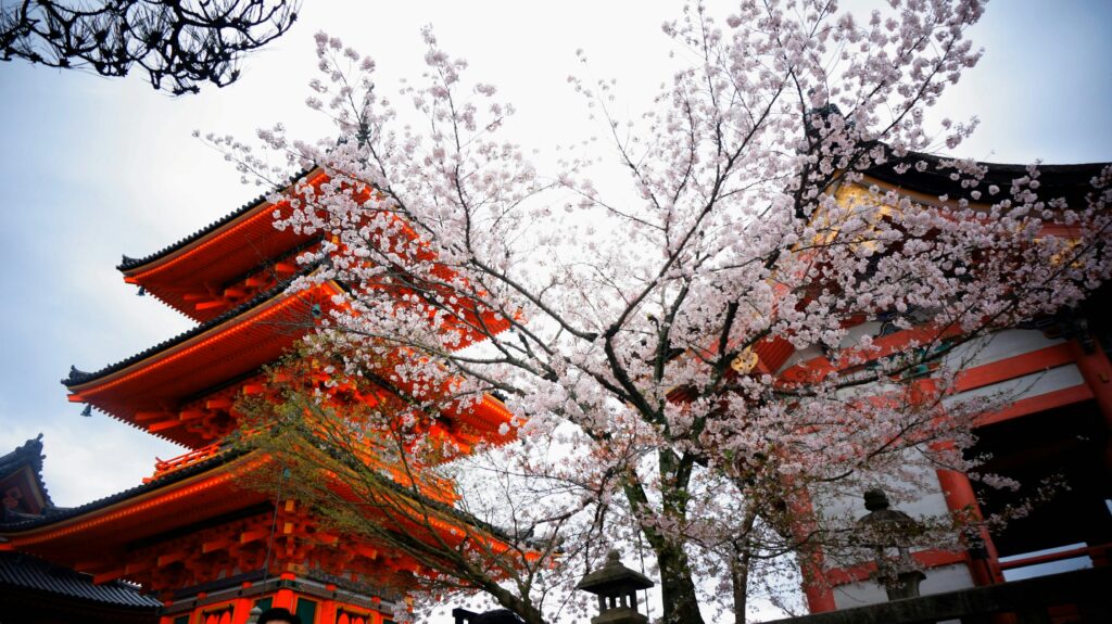 寺の紅い塔と桜
