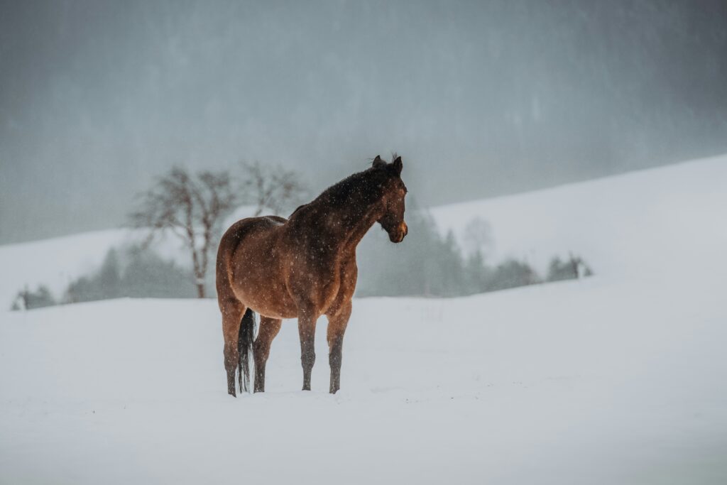 雪の中に立つ馬