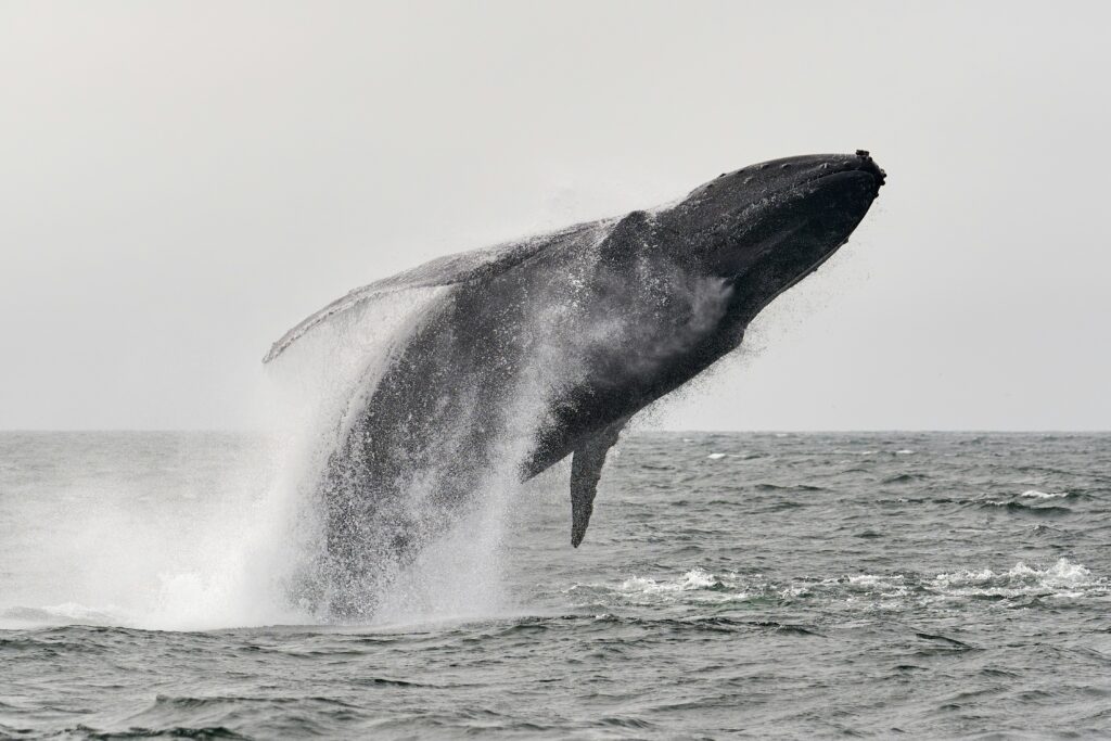 ジャンプするザトウクジラ