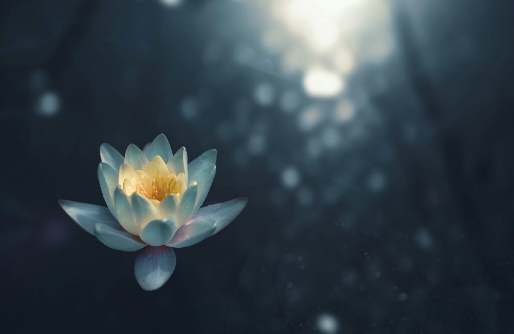 水に浮かぶ白い花